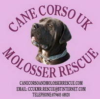 Cane Corso UK and Molosser Rescue