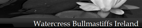Watercress Bullmastiffs